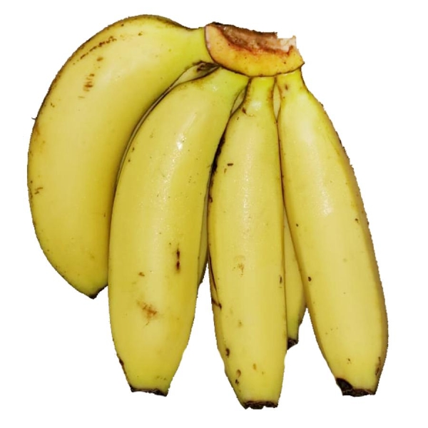 Baby Banana - Robusta