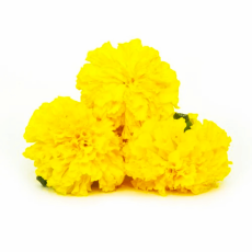 Marigold Flower - Yellow, 1 kg