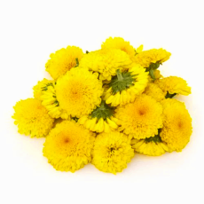 Chrysanthemum/Shevanti Flower