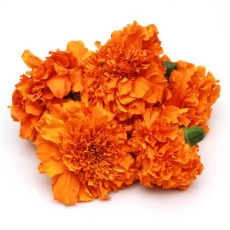 Marigold - Orange