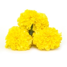 Marigold - Yellow
