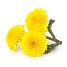 Chrysanthemum (Shevanti) - 500...