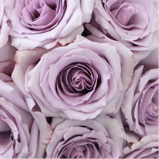 Lavender Ocean Song Rose Bundle